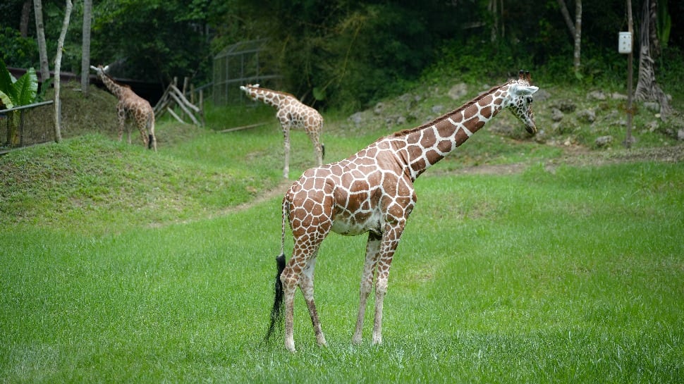 Toyota road trek 2026 giraffe